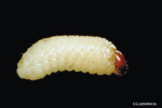 Biology and Management of Root-Feeding Beetles (Coleoptera: Curculionidae) in North American Conifer Forests and Plantations